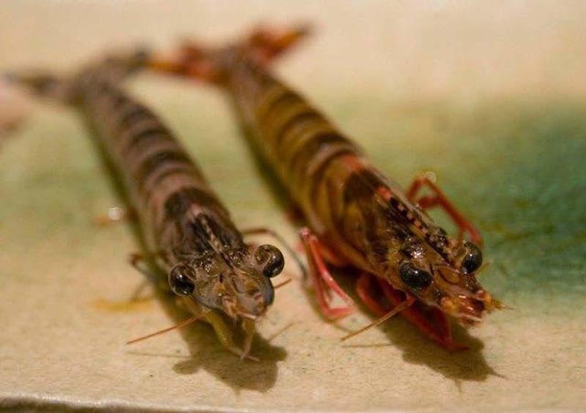 10 unusual delicacies from living creatures 10 unusual delicacies from living creatures