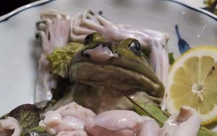 10 unusual delicacies from living creatures 10 unusual delicacies from living creatures