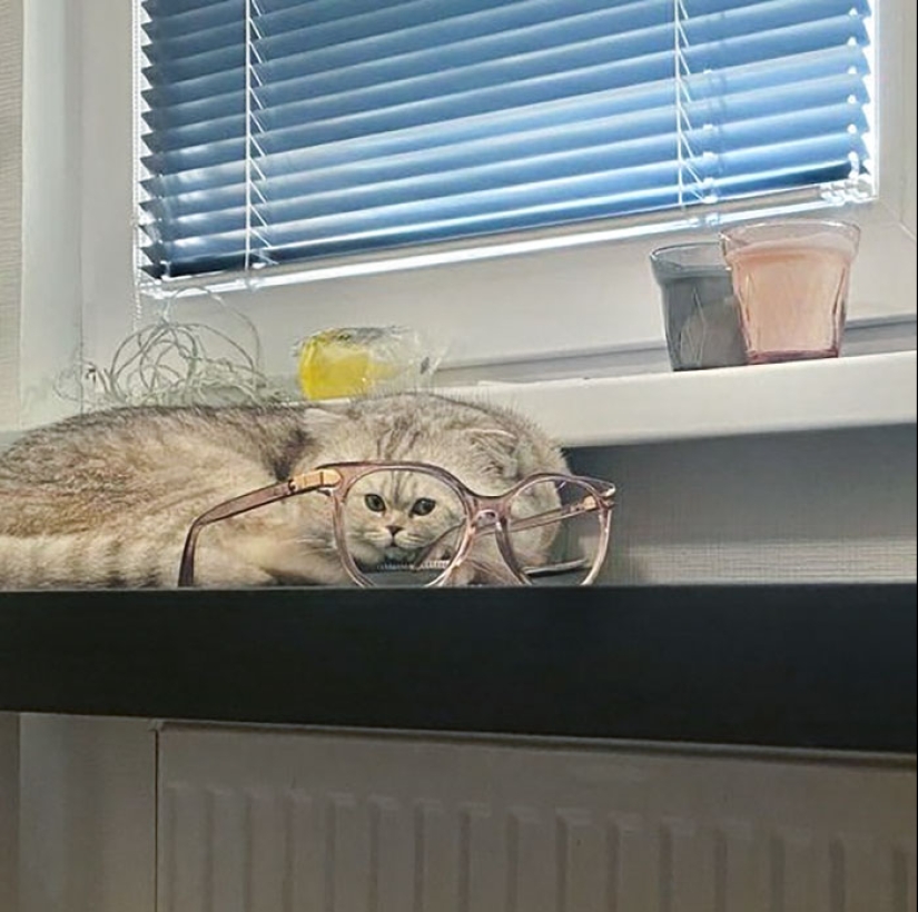 10 veces que la gente tenía las gafas más divertidas 10 veces que la gente tenía las gafas más divertidas