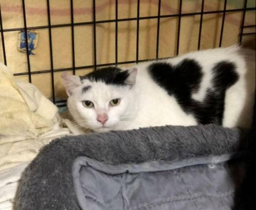 11 animales con marcas de pelaje únicas y extraordinarias