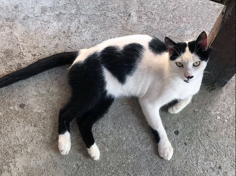 11 animales con marcas de pelaje únicas y extraordinarias