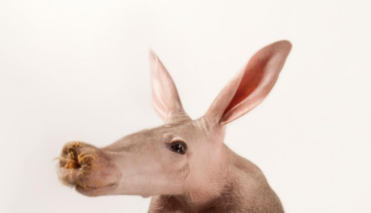 11 animales que no pudieron aceptar la genética