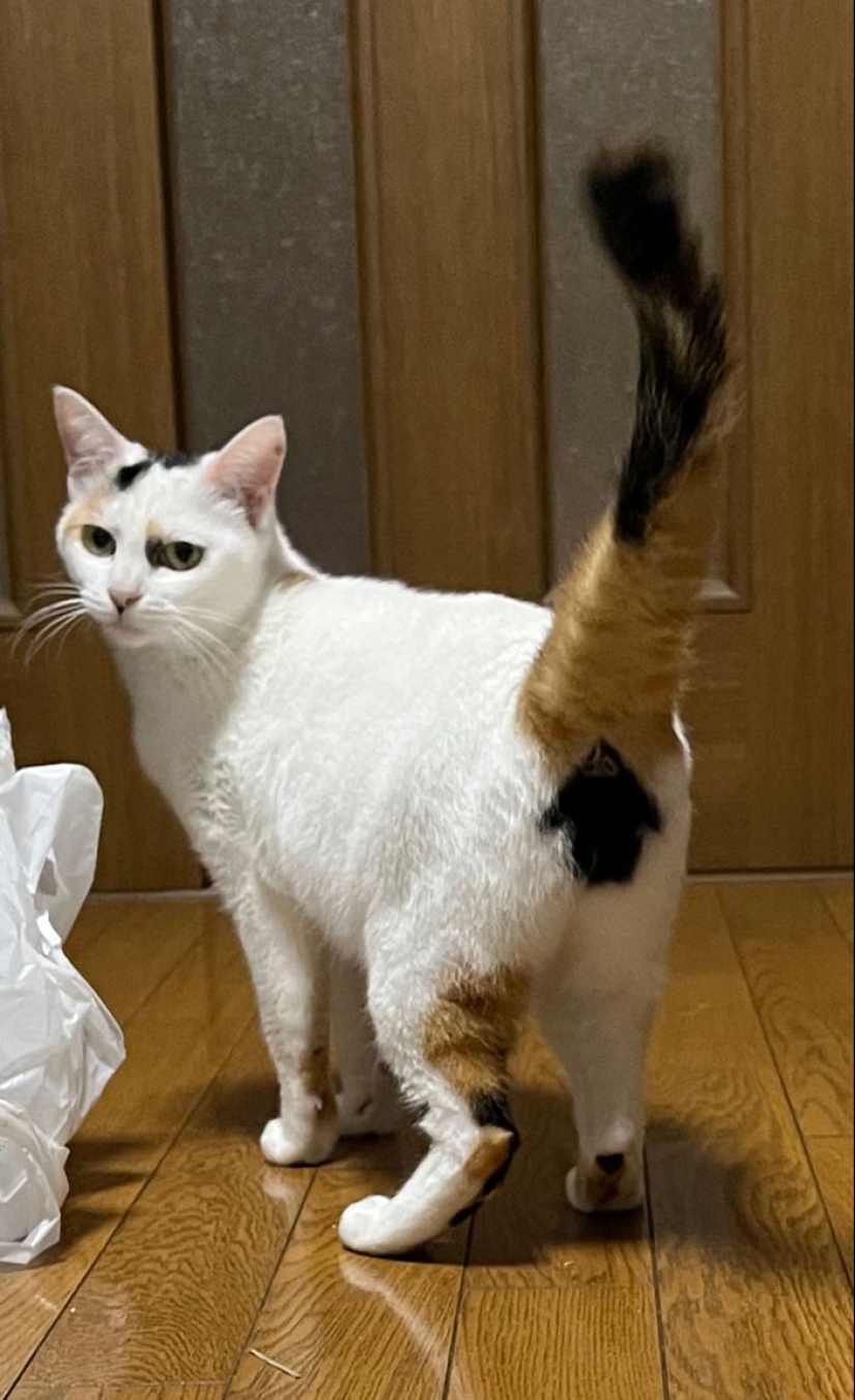 11 Animals Showcasing Unique And Extraordinary Fur Markings