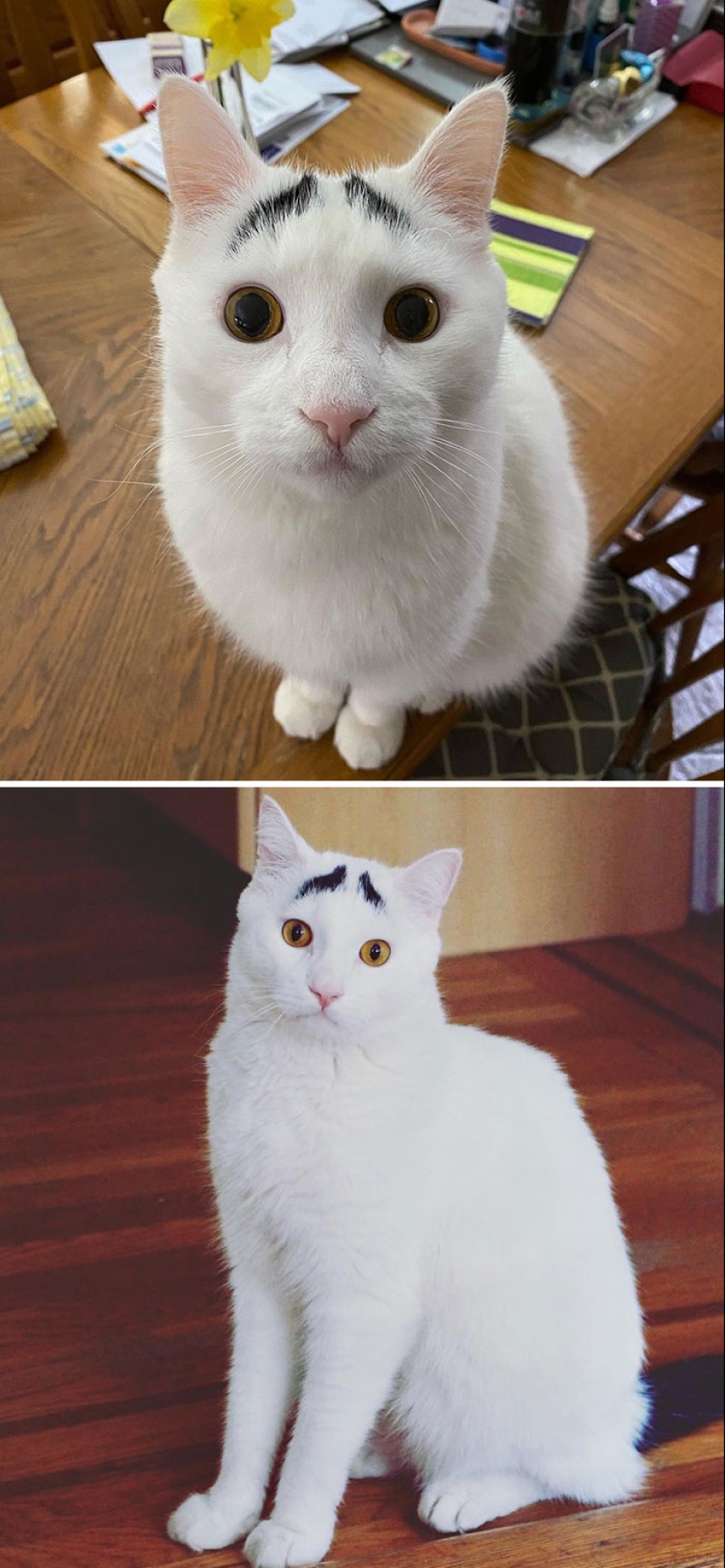 11 Animals Showcasing Unique And Extraordinary Fur Markings