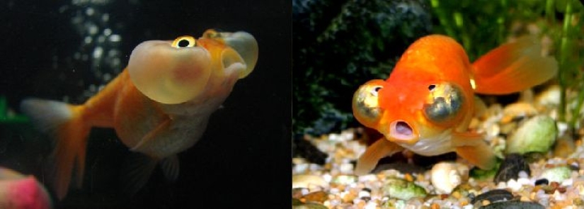 11 animals that couldn't come to terms with genetics