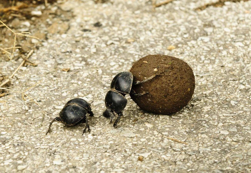 11 aspirantes al título del animal más feo del planeta