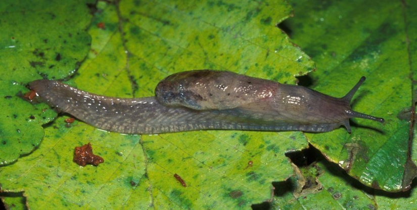 11 aspirantes al título del animal más feo del planeta