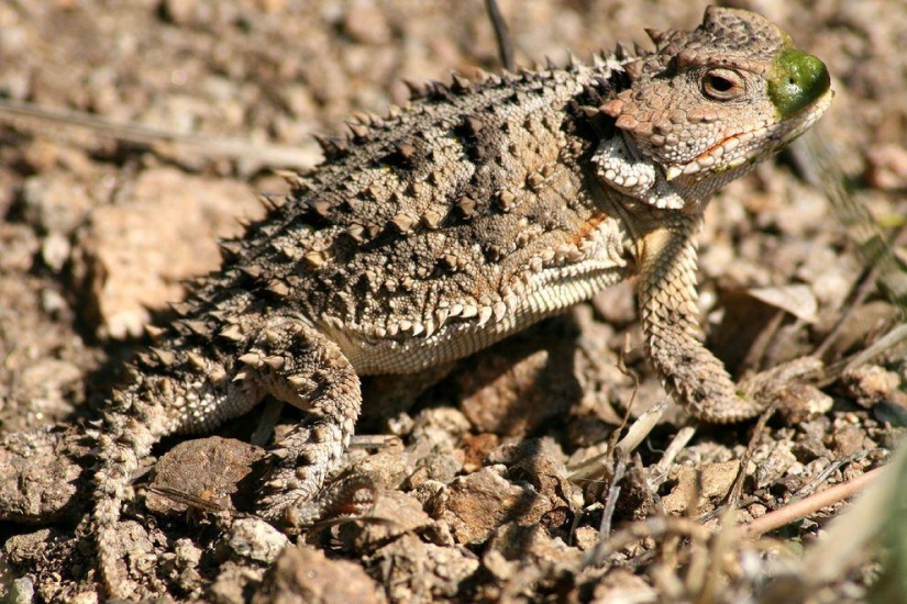 11 aspirantes al título del animal más feo del planeta