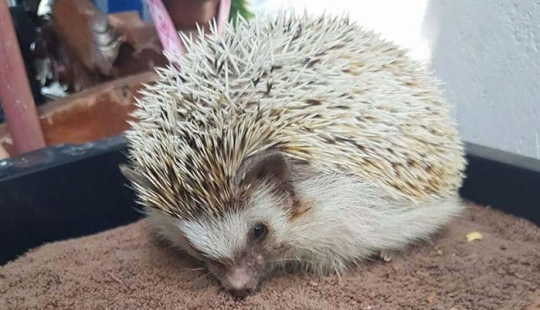 11 erizos increíblemente lindos celebran la antigua festividad romana del Día del Erizo 11 erizos increíblemente lindos celebran la antigua festividad romana del Día del Erizo