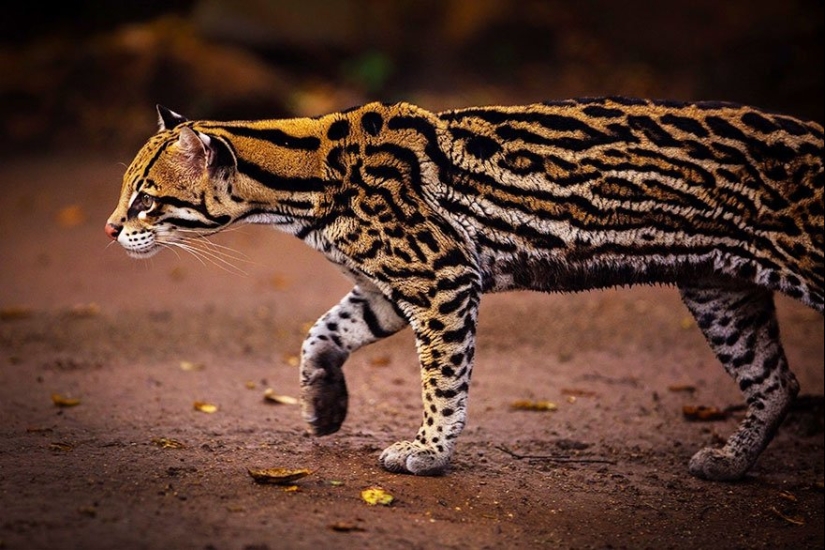 11 especies raras de gatos salvajes que probablemente no sabías que existen