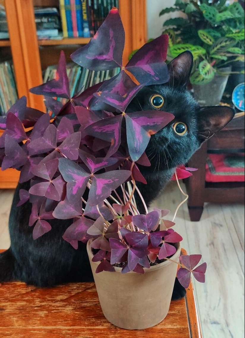 11 especímenes botánicos extraños y únicos que quizás no hayas visto antes