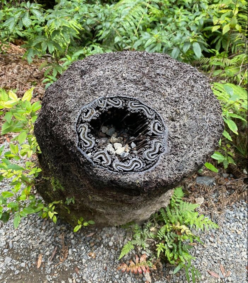 11 especímenes botánicos extraños y únicos que quizás no hayas visto antes