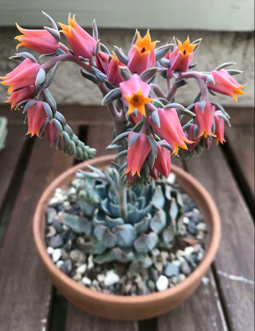 11 especímenes botánicos extraños y únicos que quizás no hayas visto antes