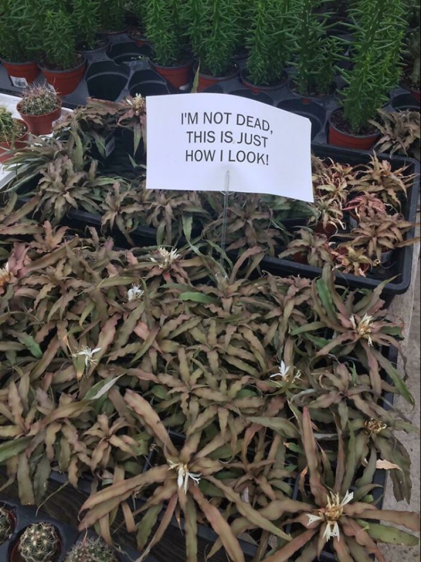 11 especímenes botánicos extraños y únicos que quizás no hayas visto antes