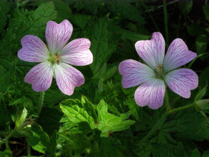 11 herbs to keep mosquitoes away