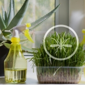 11 herbs to keep mosquitoes away