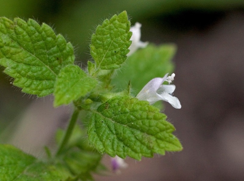 11 herbs to keep mosquitoes away