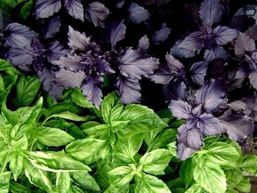 11 herbs to keep mosquitoes away