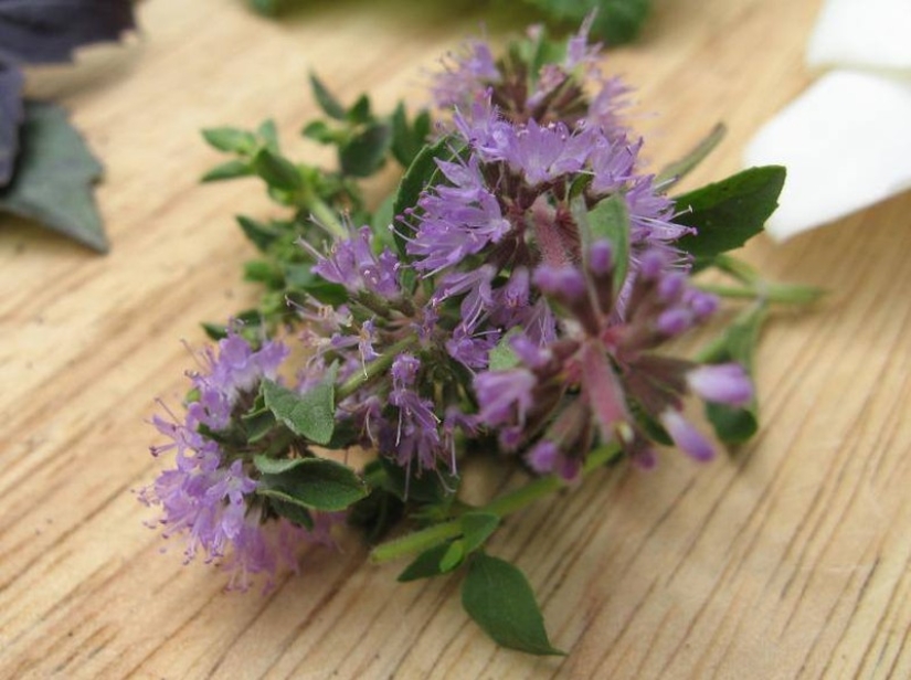 11 herbs to keep mosquitoes away