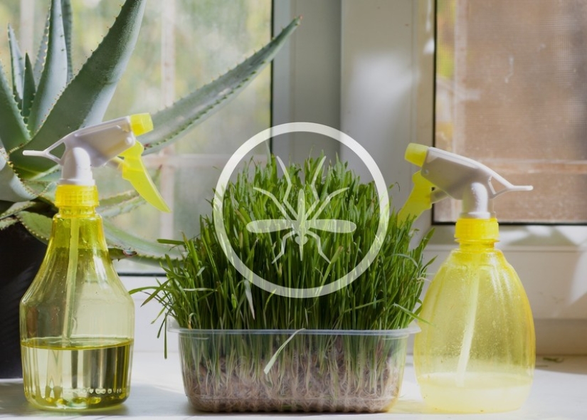 11 hierbas para ahuyentar a los mosquitos