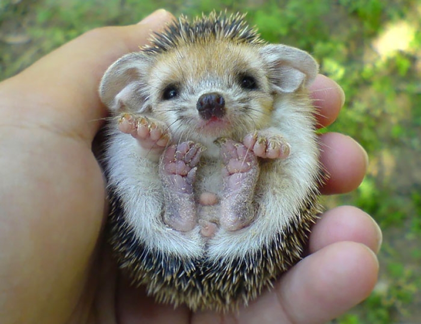 11 incredibly cute hedgehogs celebrate the ancient Roman holiday Hedgehog Day 11 incredibly cute hedgehogs celebrate the ancient Roman holiday Hedgehog Day