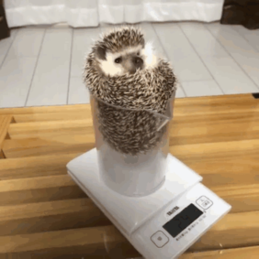 11 incredibly cute hedgehogs celebrate the ancient Roman holiday Hedgehog Day 11 incredibly cute hedgehogs celebrate the ancient Roman holiday Hedgehog Day