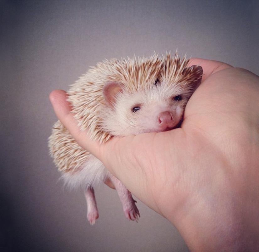 11 incredibly cute hedgehogs celebrate the ancient Roman holiday Hedgehog Day 11 incredibly cute hedgehogs celebrate the ancient Roman holiday Hedgehog Day