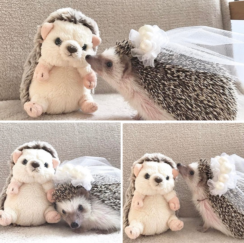 11 incredibly cute hedgehogs celebrate the ancient Roman holiday Hedgehog Day 11 incredibly cute hedgehogs celebrate the ancient Roman holiday Hedgehog Day