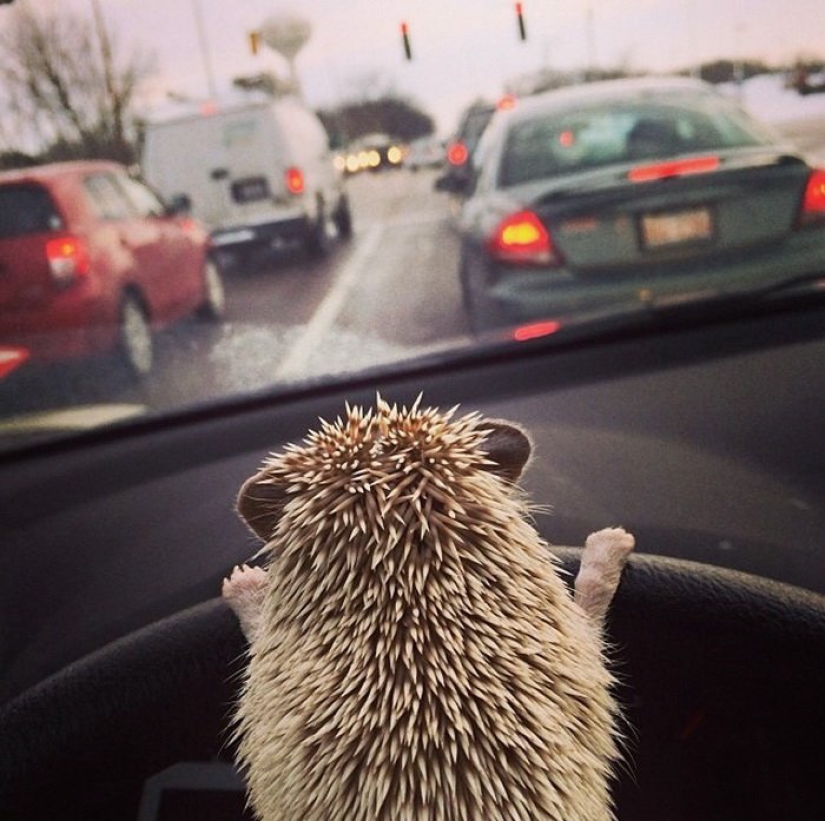 11 incredibly cute hedgehogs celebrate the ancient Roman holiday Hedgehog Day 11 incredibly cute hedgehogs celebrate the ancient Roman holiday Hedgehog Day