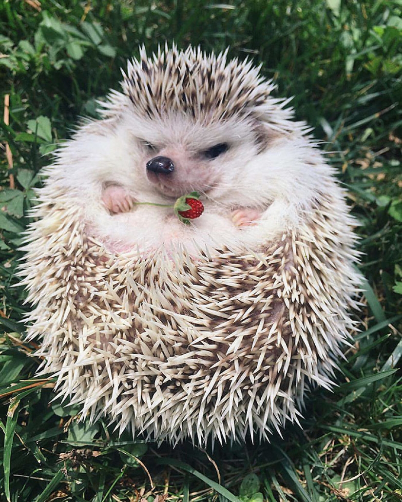 11 incredibly cute hedgehogs celebrate the ancient Roman holiday Hedgehog Day 11 incredibly cute hedgehogs celebrate the ancient Roman holiday Hedgehog Day