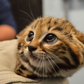 11 Rare Wild Cat Species You Probably Didn’t Know Exist