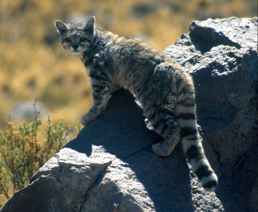 11 Rare Wild Cat Species You Probably Didn’t Know Exist