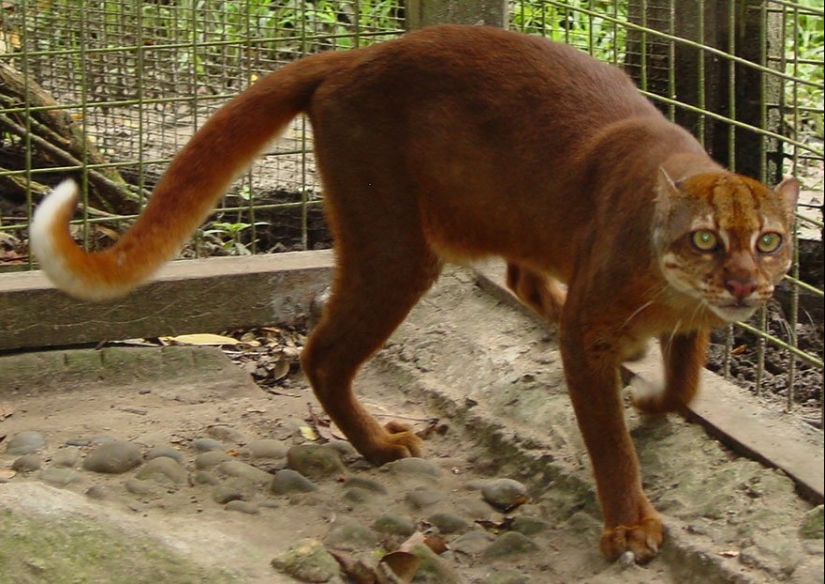 11 Rare Wild Cat Species You Probably Didn’t Know Exist