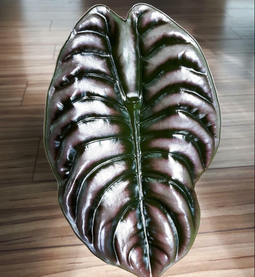 11 Strange And Unique Botanical Specimens You Might Not Have Seen Before