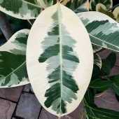 11 Strange And Unique Botanical Specimens You Might Not Have Seen Before