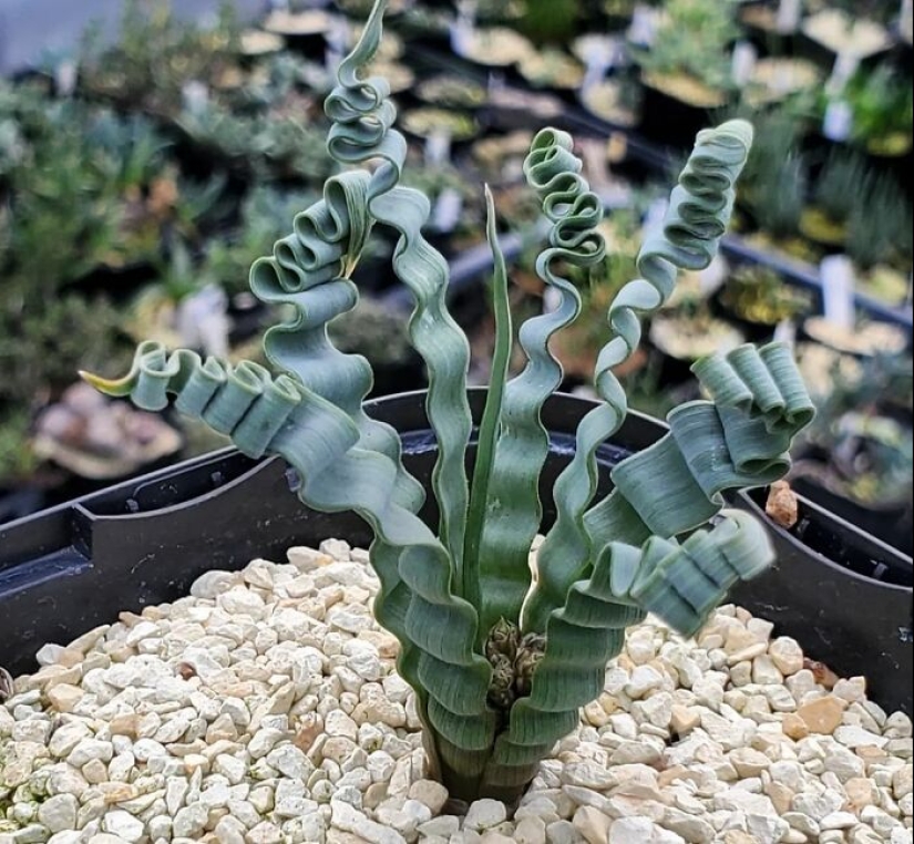 11 Strange And Unique Botanical Specimens You Might Not Have Seen Before