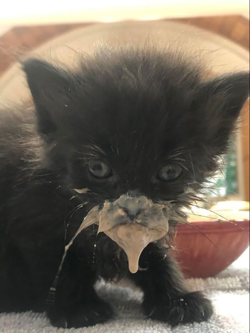 12 Cats With Such Funny Faces You Can't Stop Laughing 12 Cats With Such Funny Faces You Can't Stop Laughing