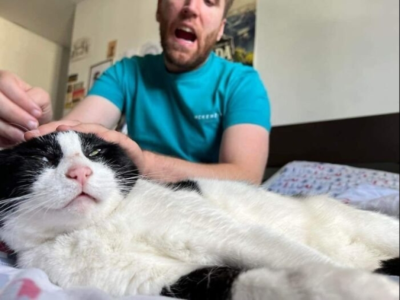 12 Cats With Such Funny Faces You Can't Stop Laughing 12 Cats With Such Funny Faces You Can't Stop Laughing