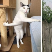 12 Clumsy Animals Who Got Ridiculous Situations