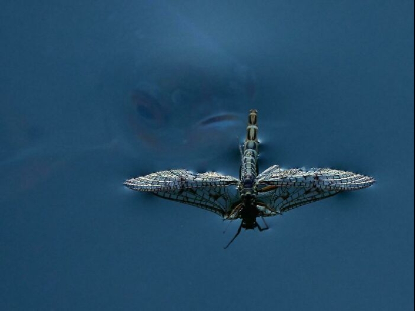 12 fotos aterradoras que nos hacen querer permanecer lo más lejos posible del océano