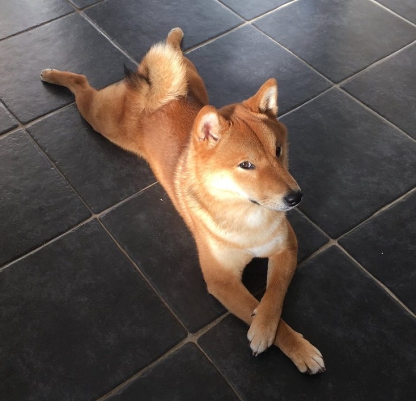 12 fotos que prueban que nuestras mascotas son adorables 12 fotos que prueban que nuestras mascotas son adorables