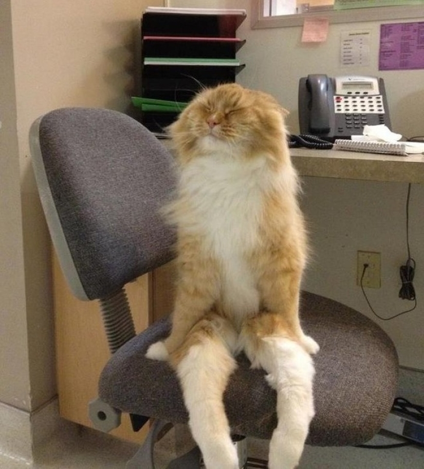 12 fotos que prueban que nuestras mascotas son adorables 12 fotos que prueban que nuestras mascotas son adorables