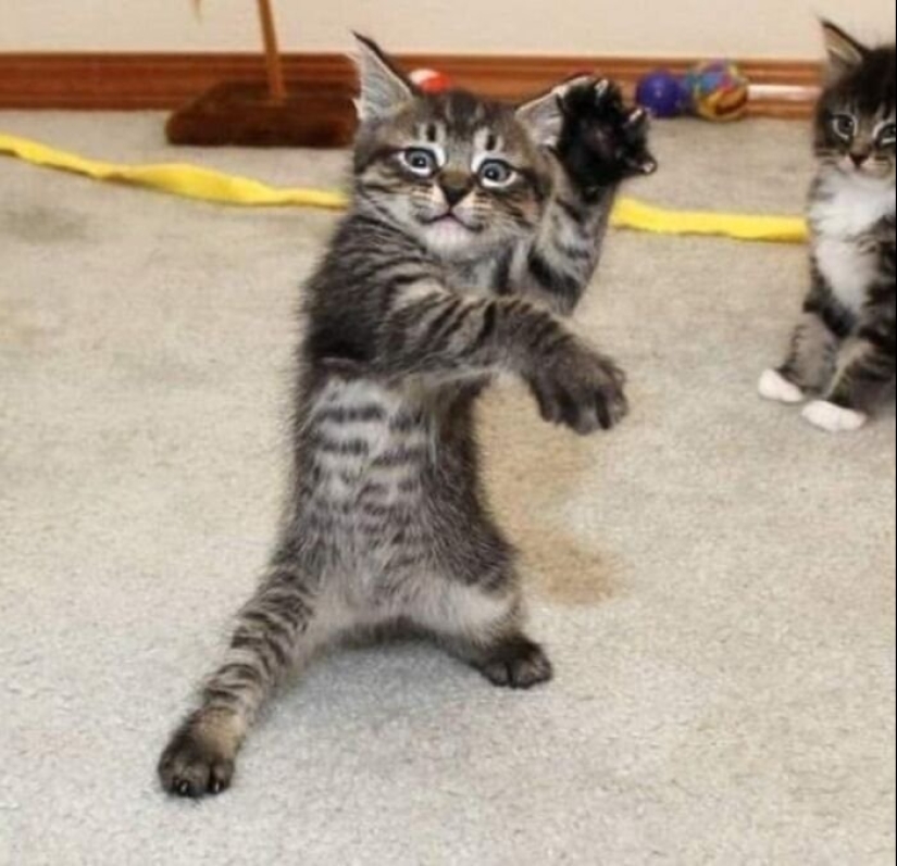 12 gatos con caras tan divertidas que no puedes dejar de reír 12 gatos con caras tan divertidas que no puedes dejar de reír
