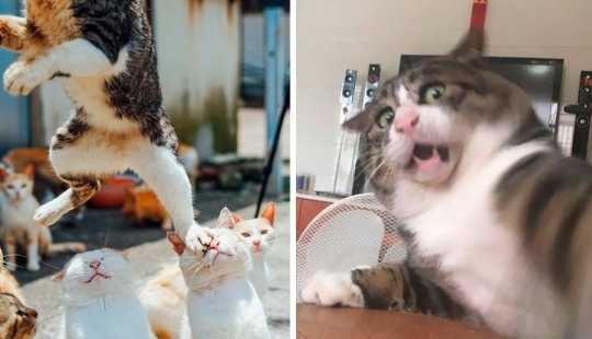 12 gatos con caras tan divertidas que no puedes dejar de reír