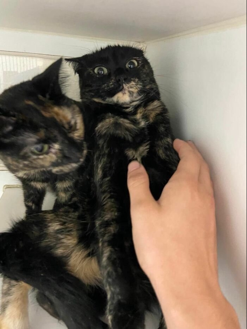 12 gatos con caras tan divertidas que no puedes dejar de reír 12 gatos con caras tan divertidas que no puedes dejar de reír