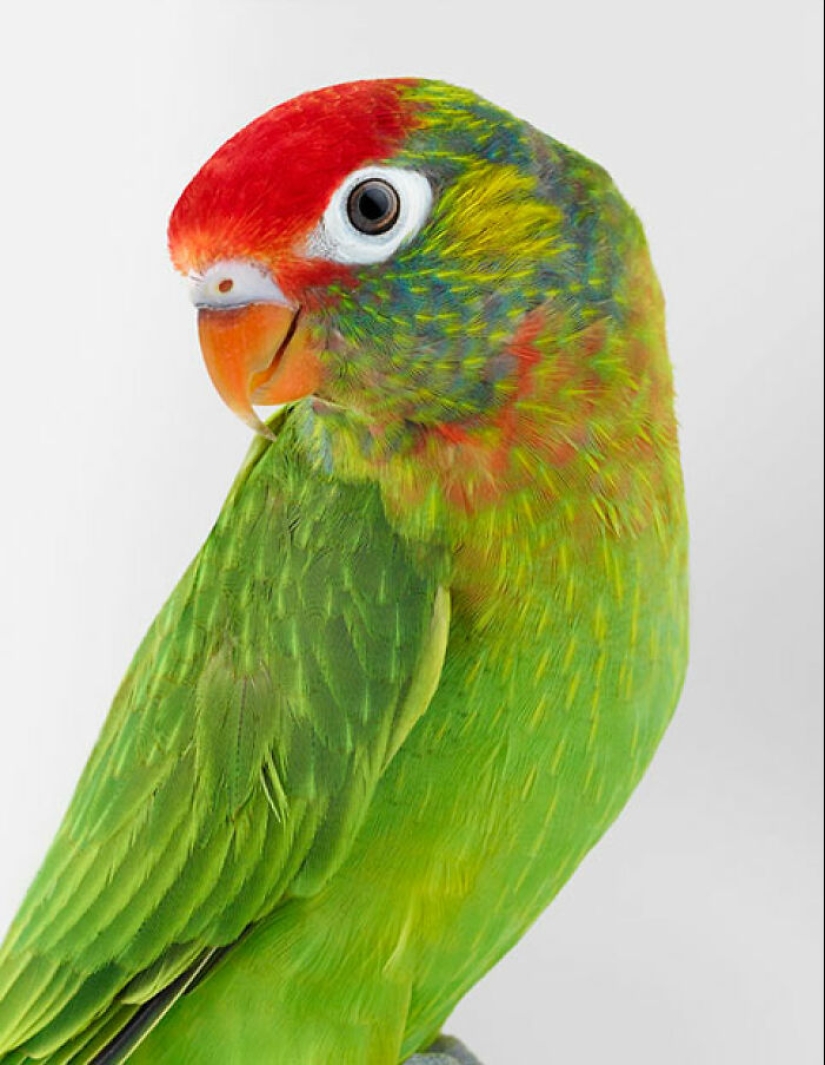 12 New Photos Of Perfectly Posed Birds Captured By Photographer Leila Jeffreys 12 New Photos Of Perfectly Posed Birds Captured By Photographer Leila Jeffreys