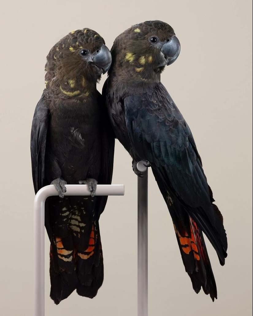 12 New Photos Of Perfectly Posed Birds Captured By Photographer Leila Jeffreys 12 New Photos Of Perfectly Posed Birds Captured By Photographer Leila Jeffreys