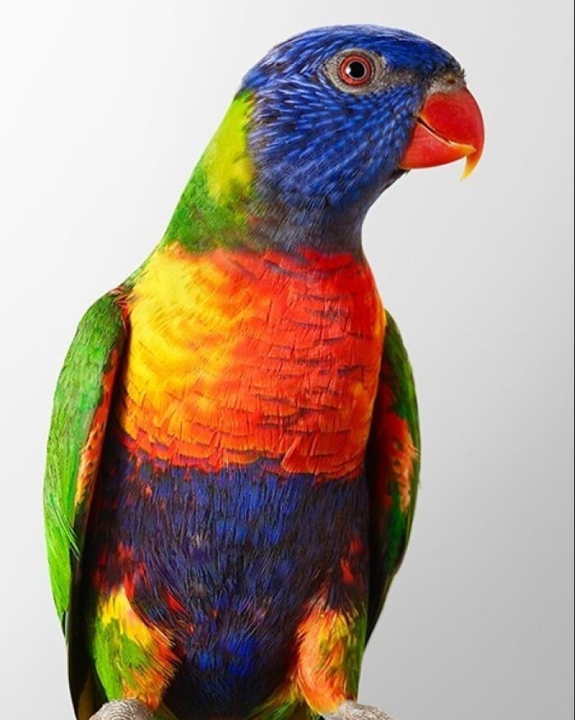 12 New Photos Of Perfectly Posed Birds Captured By Photographer Leila Jeffreys 12 New Photos Of Perfectly Posed Birds Captured By Photographer Leila Jeffreys