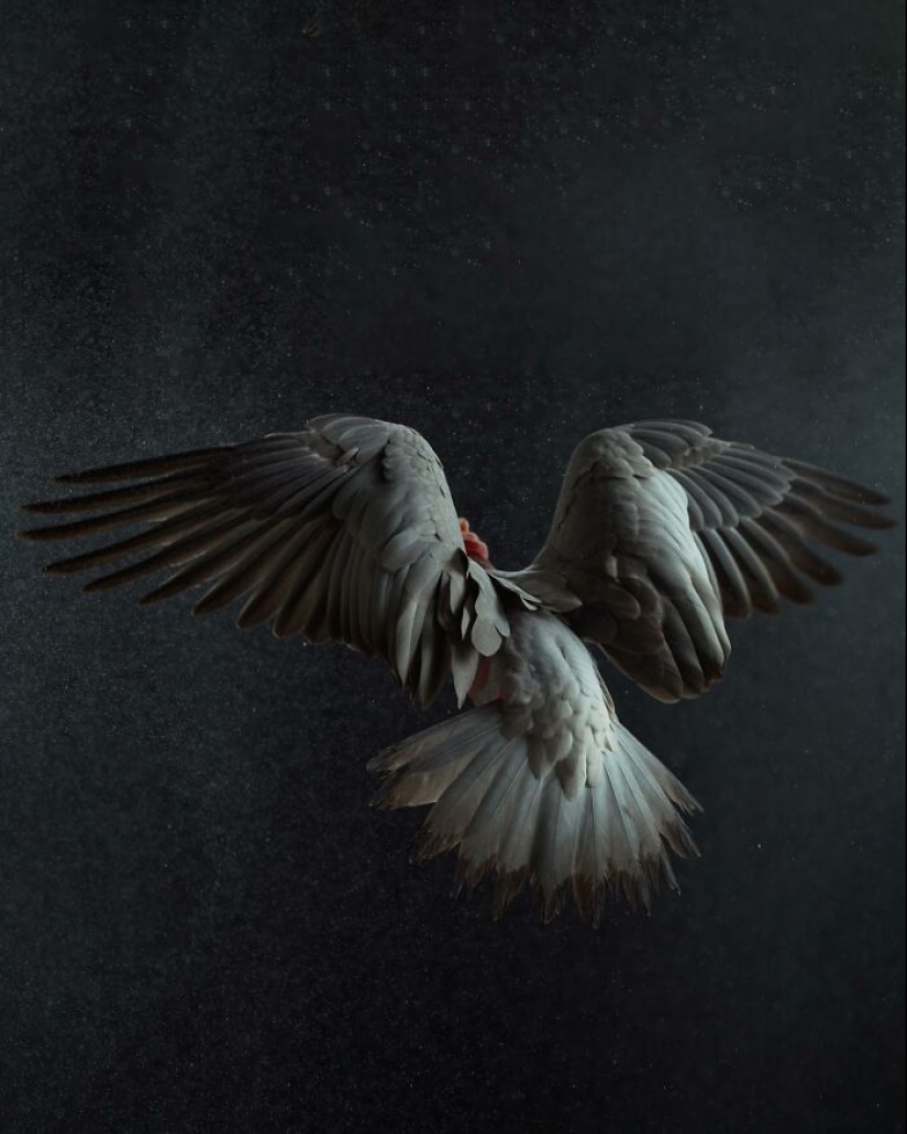 12 New Photos Of Perfectly Posed Birds Captured By Photographer Leila Jeffreys 12 New Photos Of Perfectly Posed Birds Captured By Photographer Leila Jeffreys