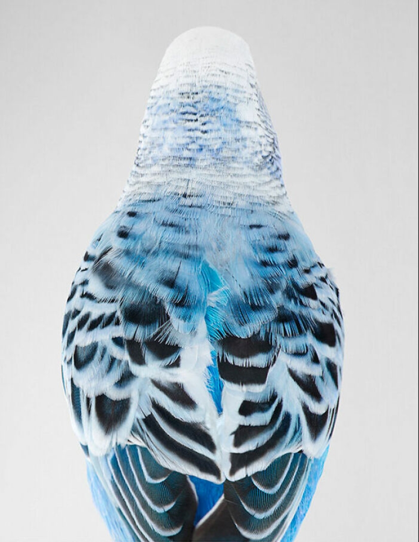 12 New Photos Of Perfectly Posed Birds Captured By Photographer Leila Jeffreys 12 New Photos Of Perfectly Posed Birds Captured By Photographer Leila Jeffreys